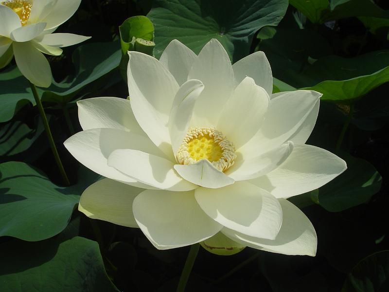 booroowhangary-nov09 061.jpg